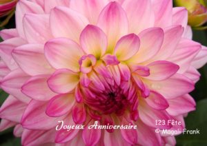 123-Fête-Dahlia-rose-anniversaire-