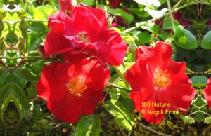 188_Rose-rouge